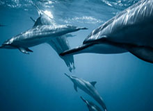 kaiyun- Kanavi：WBG赢了吗？现在已经到了连打野狼人都能赢的时代了吗？